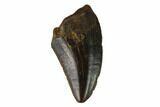 Theropod (Raptor) Tooth - Judith River Formation #133588-1